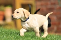 Picture of cute labrador puppy running in garden