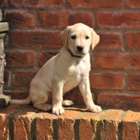 Picture of cute labrador puppy sitting on a wall, full body