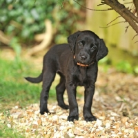 Picture of cute labrador puppy standing in gravel in garden