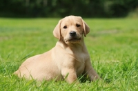 Picture of cute Labrador puppy