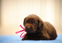 Picture of cute Labrador Retriever puppy