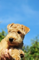 Picture of cute Lakeland Terrier pup