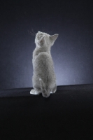 Picture of cute little 10 week old Russian Blue kitten, back view