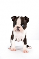 Picture of cute little Boston Terrier puppy, front view