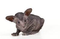 Picture of cute little Peterbald kitten