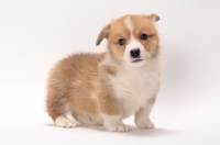 Picture of cute little Welsh Corgi Pembroke puppy