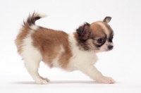 Picture of cute longhaired Chihuahua puppy side view
