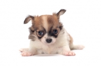 Picture of cute longhaired Chihuahua puppy