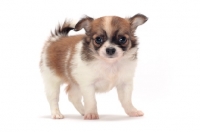 Picture of cute longhaired Chihuahua puppy standing on white background