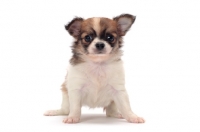 Picture of cute longhaired Chihuahua puppy, front view on white background