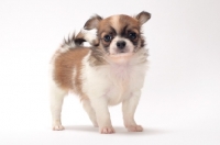 Picture of cute longhaired Chihuahua puppy on white background