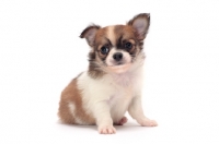 Picture of cute longhaired Chihuahua puppy sitting down on white background