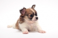 Picture of cute longhaired Chihuahua puppy on white background