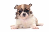 Picture of cute longhaired Chihuahua puppy on white background