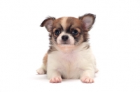 Picture of cute longhaired Chihuahua puppy lying down on white background