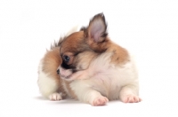 Picture of cute longhaired Chihuahua puppy on white background, looking away