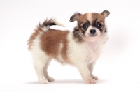 Picture of cute longhaired Chihuahua puppy standing on white background