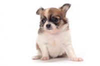 Picture of cute longhaired Chihuahua puppy sitting down