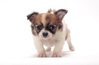 Picture of cute longhaired Chihuahua puppy studio shot
