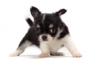 Picture of cute longhaired Chihuahua puppy in studio
