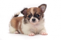 Picture of cute longhaired Chihuahua puppy in studio