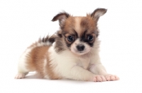 Picture of cute longhaired Chihuahua puppy on white background