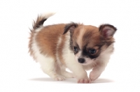 Picture of cute longhaired Chihuahua puppy on white background, looking down