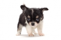 Picture of cute longhaired Chihuahua puppy