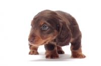 Picture of cute longhaired miniature Dachshund puppy in studio