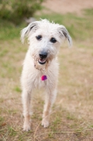 Picture of cute Lurcher looking at camera