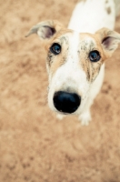 Picture of cute Lurcher