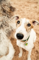 Picture of cute Lurcher