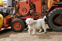 Picture of cute Maremma Sheepdog puppy