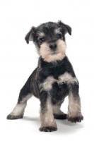 Picture of cute Miniature Schnauzer puppy