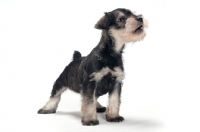 Picture of cute Miniature Schnauzer puppy