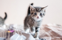 Picture of cute non pedigree kitten at home