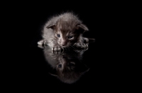Picture of cute Peterbald kitten lying down, looking at own reflection, 2 weeks