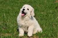 Picture of cute Polish Tatra Herd Dog puppy