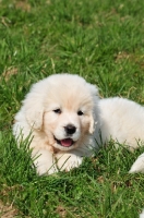 Picture of cute Polish Tatra Herd dog puppy lying in grass