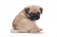 Picture of cute Pug puppy, back view