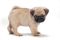 Picture of cute Pug puppy in studio