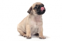 Picture of cute Pug puppy licking lips