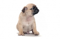Picture of cute Pug puppy, looking aside