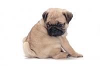 Picture of cute Pug puppy looking at tail