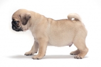 Picture of cute Pug puppy, on white background