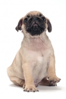 Picture of cute Pug puppy on white background