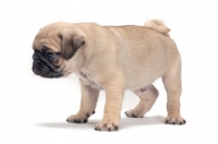 Picture of cute Pug puppy on white background
