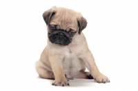 Picture of cute Pug puppy on white background, sitting down