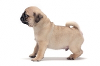 Picture of cute Pug puppy, side view