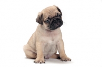 Picture of cute Pug puppy sitting on white background in studio
